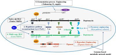 Improving the Yield and Quality of Daptomycin in Streptomyces roseosporus by Multilevel Metabolic Engineering